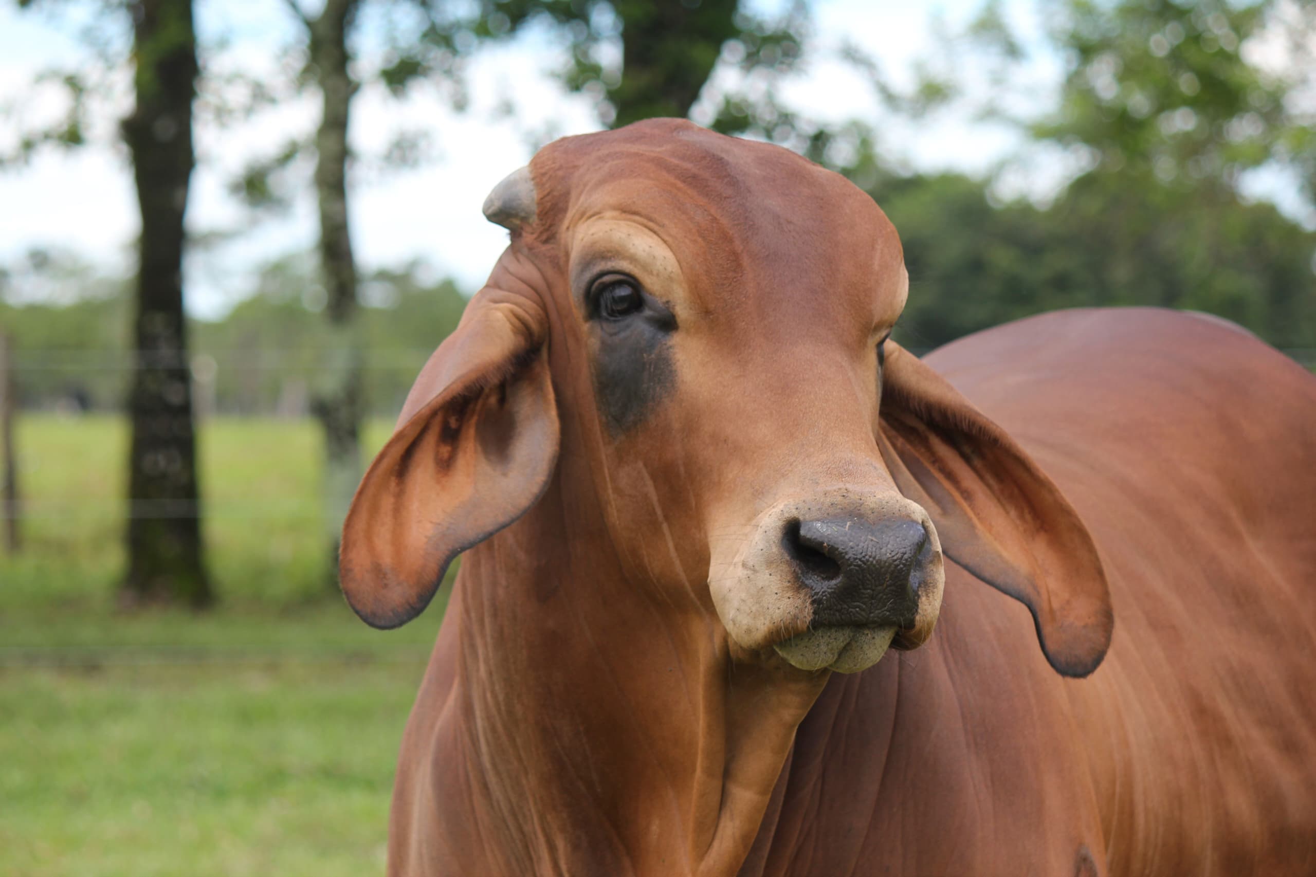 A red Brahman bull at Kilimanjaro Beef Farm