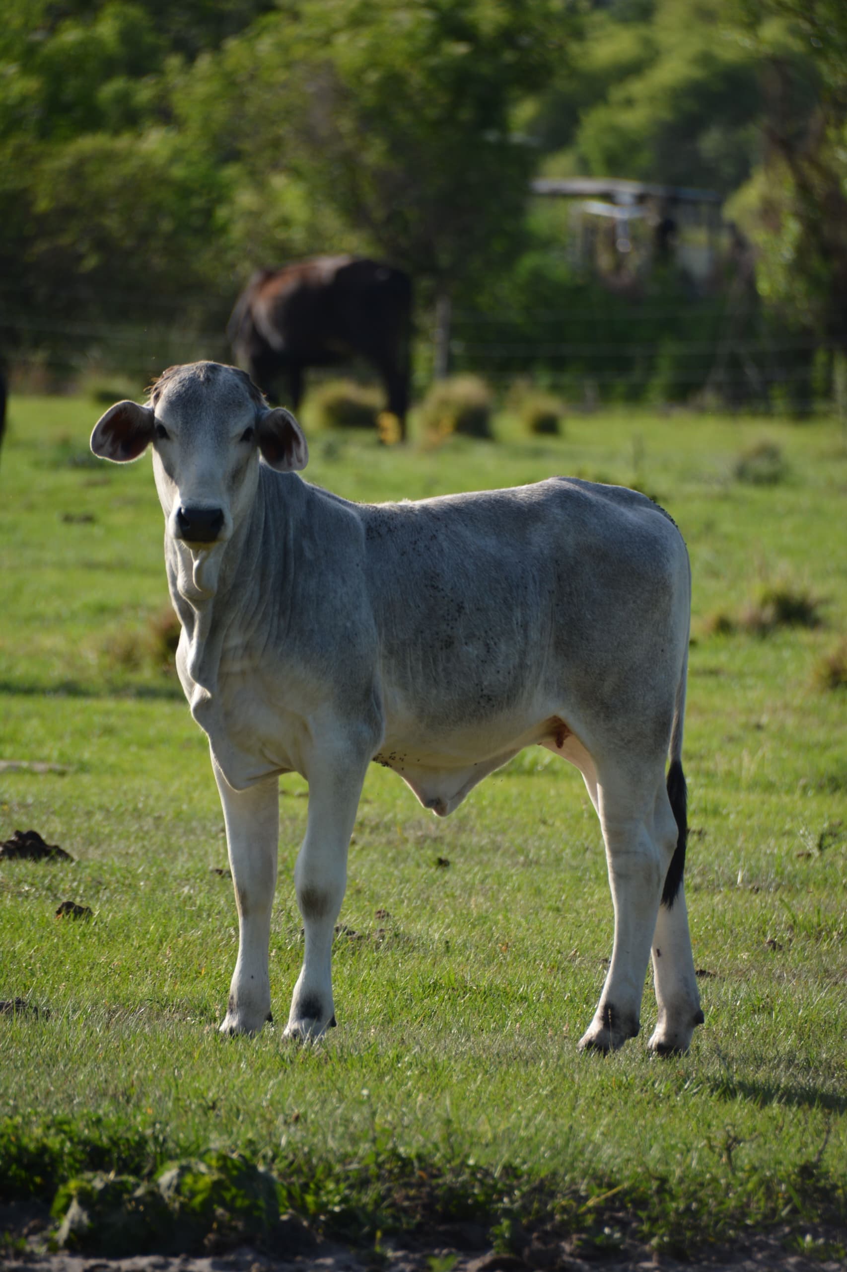 A Brahman calf standing in the farm pasture