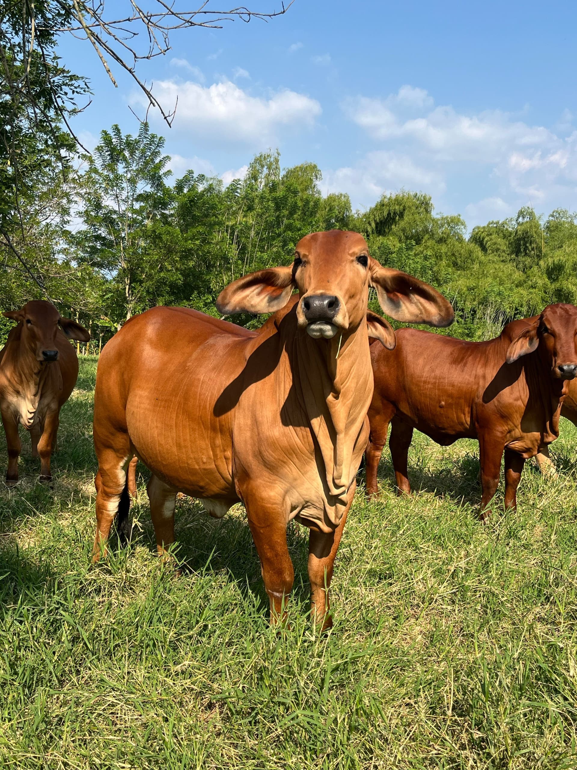 Red Brahman cattle standing in green pasture at Kilimanjaro Beef Farm