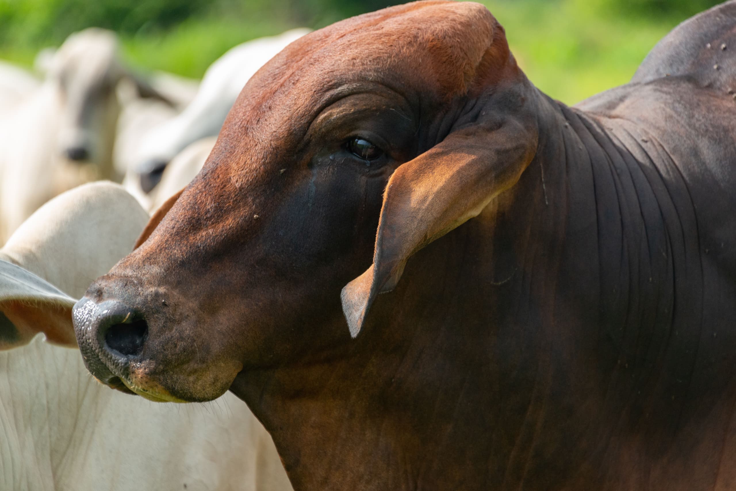 A Kilimanjaro Beef Farm bull with the herd behind